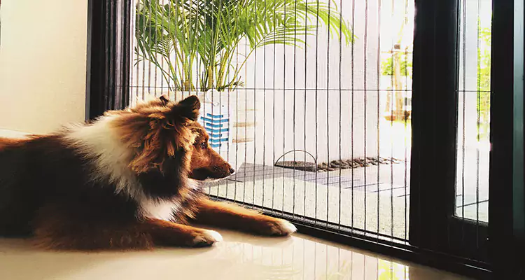 Sliding Screen Pet Door Repair in Parkland, FL