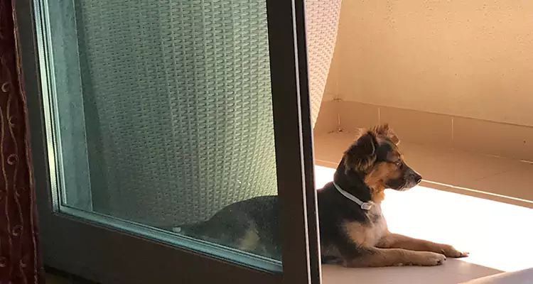 French Door Pet Screen Repair in Parkland, FL